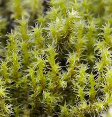 Attēlu rezultāti vaicājumam “Racomitrium canescens sporophyte”