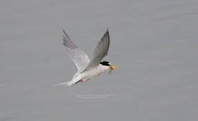 Attēlu rezultāti vaicājumam “Sternula albifrons”