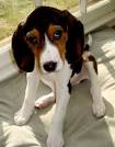 Harvey the Koon Hound Beagle Mix | Puppies | Daily Puppy