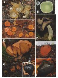 Attēlu rezultāti vaicājumam “Hyalorbilia inflatula”