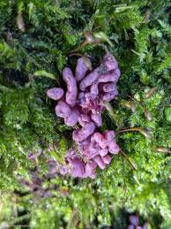 Attēlu rezultāti vaicājumam “Ascocoryne sarcoides”