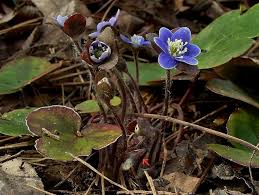 Attēlu rezultāti vaicājumam “Hepatica nobilis fruit”