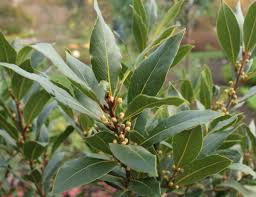 Image result for feuille-laurier-silex