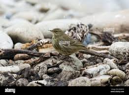 Image result for Anthus petrosus