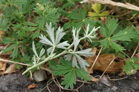 Attēlu rezultāti vaicājumam “Potentilla argentea fruit”