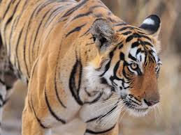 Afbeeldingsresultaat voor tijgers