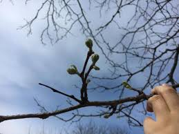 Attēlu rezultāti vaicājumam “Gleditsia triacanthos bud”