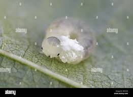 Attēlu rezultāti vaicājumam “Eriocampa ovata”