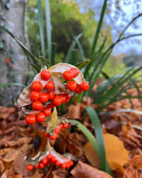 Attēlu rezultāti vaicājumam “Iris pseudacorus fruit”