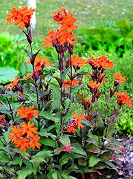 Attēlu rezultāti vaicājumam “Silene x arkwrightii Vesuvius flower”