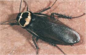 Image result for periplaneta americana