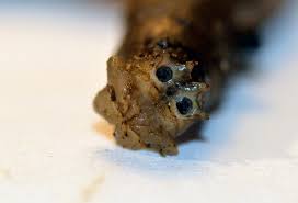 Attēlu rezultāti vaicājumam “Tipulidae larva”