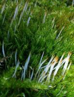 Attēlu rezultāti vaicājumam “Eocronartium muscicola”