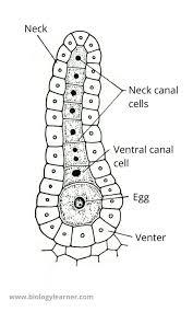 Attēlu rezultāti vaicājumam “Jungermannia leiantha sporophyte”