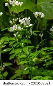 Attēlu rezultāti vaicājumam “Cardamine amara leaf”