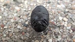 Attēlu rezultāti vaicājumam “Byrrhidae”