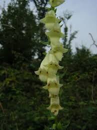 Image result for Digitalis lutea