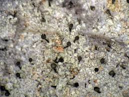 Attēlu rezultāti vaicājumam “Chaenotheca gracilenta”