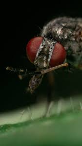 Attēlu rezultāti vaicājumam “Cladopodiella francisci macro”