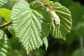 Attēlu rezultāti vaicājumam “Capua vulgana”