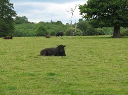 Image result for Cuckfield Cc