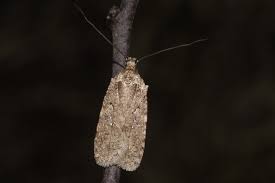 Attēlu rezultāti vaicājumam “Agonopterix heracliana”