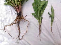 Image result for diente de leon