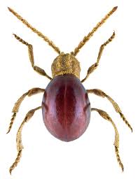 Attēlu rezultāti vaicājumam “Ptinus sp.”