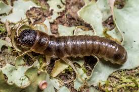 Attēlu rezultāti vaicājumam “Tenebrionidae”