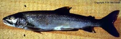Image result for Salvelinus namaycush