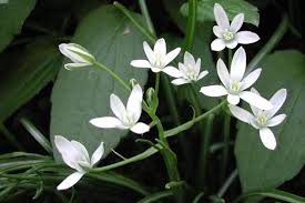 Attēlu rezultāti vaicājumam “Ornithogalum umbellatum flower”
