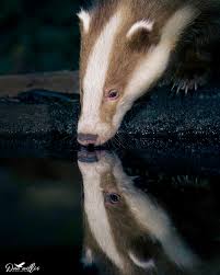 Attēlu rezultāti vaicājumam “Meles meles”