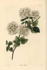 Attēlu rezultāti vaicājumam “Spiraea chamaedryfolia”