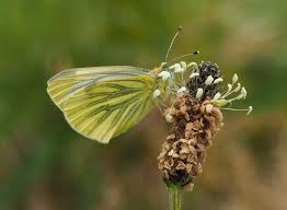 Attēlu rezultāti vaicājumam “Pieris napi male”