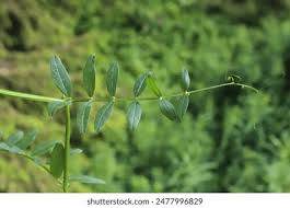 Attēlu rezultāti vaicājumam “Vicia sepium leaf”