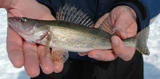 Image result for Sander canadensis