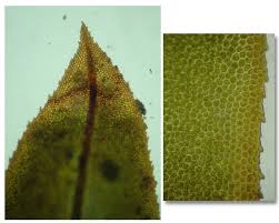 Attēlu rezultāti vaicājumam “Fissidens adianthoides”