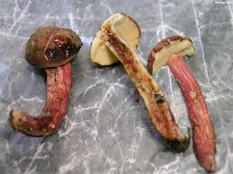 Attēlu rezultāti vaicājumam “Xerocomus chrysenteron”