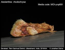 Attēlu rezultāti vaicājumam “Depressariidae”