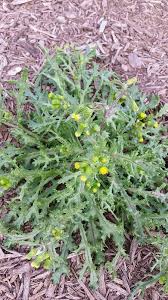 Attēlu rezultāti vaicājumam “Senecio vulgaris”