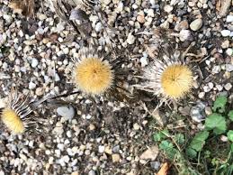 Attēlu rezultāti vaicājumam “Carlina biebersteinii leaf”