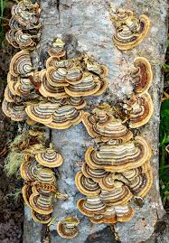 Attēlu rezultāti vaicājumam “Trametes versicolor”