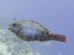 Image result for Sparisoma aurofrenatum