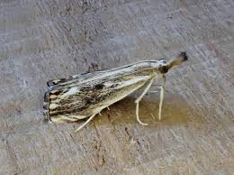 Attēlu rezultāti vaicājumam “Catoptria verellus”