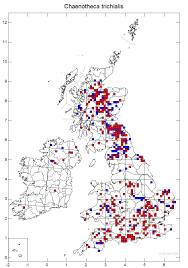 Attēlu rezultāti vaicājumam “Chaenotheca trichialis”
