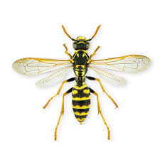 Attēlu rezultāti vaicājumam “Physarum ovisporum sessile”