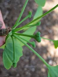 Attēlu rezultāti vaicājumam “Ginkgo biloba female flower”