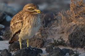 Image result for Burhinus oedicnemus