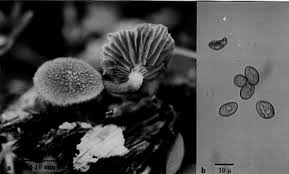 Attēlu rezultāti vaicājumam “Crucibulum laeve”