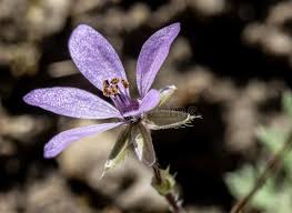 Attēlu rezultāti vaicājumam “Erodium cicutarium flower”